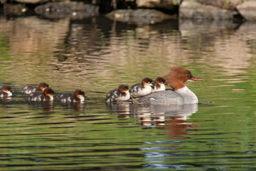Gänsesäger mit Nachwuchs