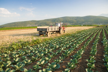 Traktor neben Kohlfeld © Brilliant Eye