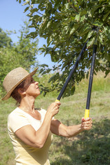 Woman trimming the apple tree