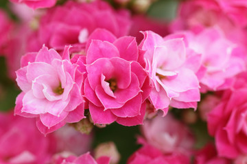 Kalanchoe flower blossoms
