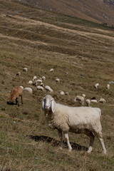 mountain landscape with sheep