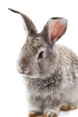 Obraz premium Gray rabbit