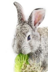 Gray rabbit
