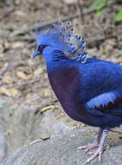 Close up of a Victoria Crowned Pigeon (Goura victoria) 