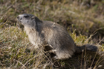 portrait of marmot