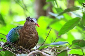 Emerald Dove(Green-winged Pigeon) bird