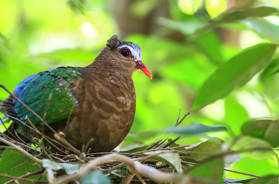 Emerald Dove(Green-winged Pigeon) bird
