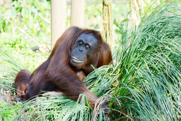 Obraz premium Orangutan mother