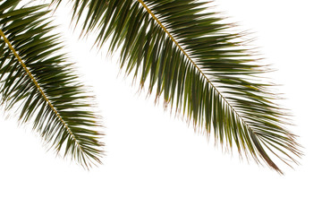 Green Palm Tree On White Background