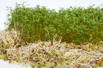 Fresh alfalfa sprouts and cress on white background