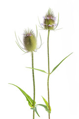 Wilde Karde (Dipsacus silvestris) - 2 Blüten gerade