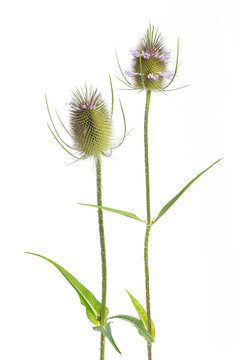 Wilde Karde (Dipsacus silvestris) - 2 Bl&uuml;ten gerade