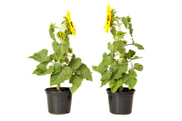 Two sunflowers chatting on white background
