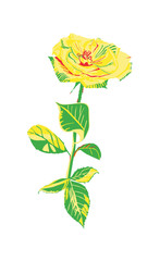 Gelbe freischwebende Rose