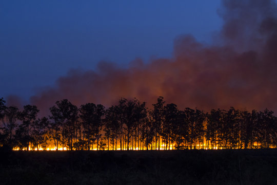 Controlled fire at dusk with silhouetted trees