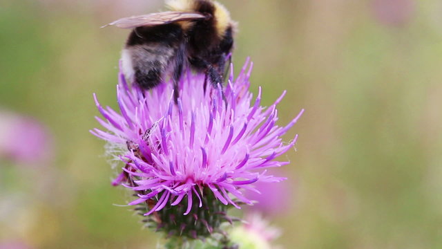 bumble-bee on thistle flower close-up macro
