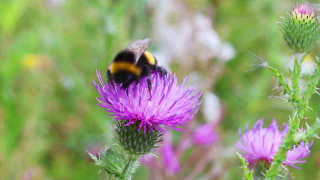 bumble-bee on thistle flower close-up macro
