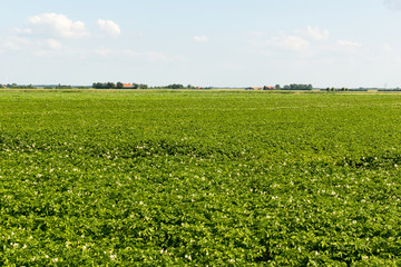 Flowering Potatoes