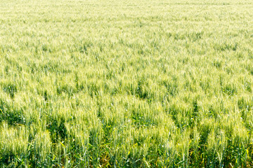 Field of wheat