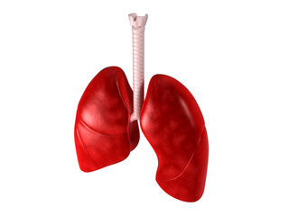 Human lungs and trachea. 3d render