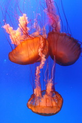 sinking jellyfish, group of three
