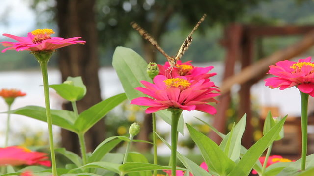 butterfly feeding on a pink zinnia in sunny summer garden