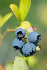 Blaubeeren am Strauch