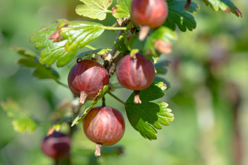 Stachelbeerenstrauch mit Früchten