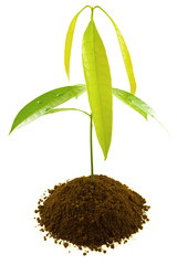 jeune plant de manguier