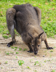 Beautiful young wallaby in grass