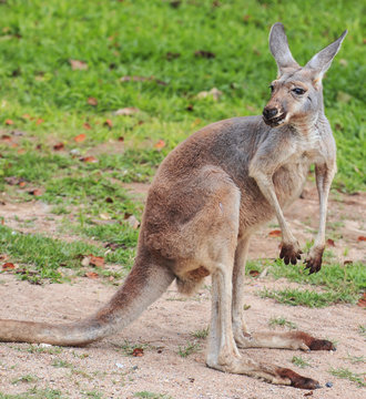 Beautiful young kangaroo in grass 