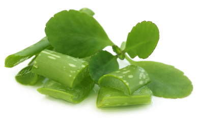 Medicinal aloe vera over white background