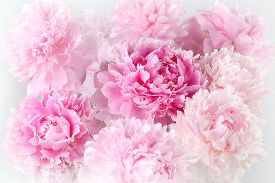 Floral background of pink peonies varieties Albert Kruss