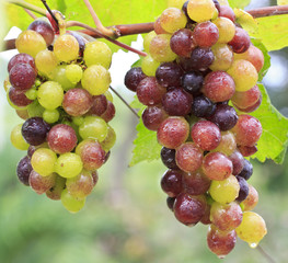 Bunch of colorful grapes hanging on the vine