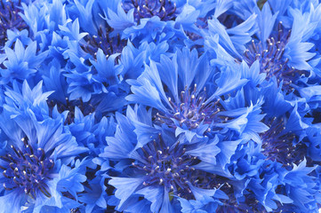 Close up of beautful blue flower of cornflower - obrazy, fototapety, plakaty