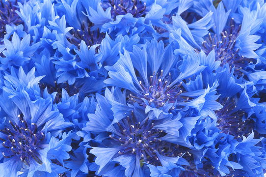 Fototapeta Close up of beautful blue flower of cornflower