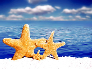 Морские звезды на фоне  моря