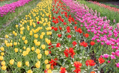 jardin de tulipes en hollande