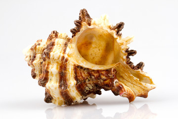 Sea shell isolated on white background