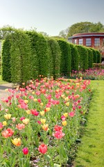 jardin de tulipes en hollande