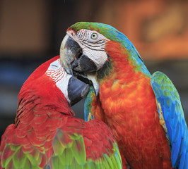 Colorful macaws perching on a wood. 
