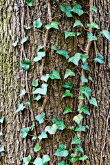 Ivy ordinary or ivy climbing (lat. Hedera helix). Background