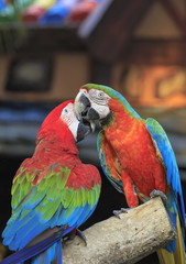 Colorful macaws perching on a wood. 