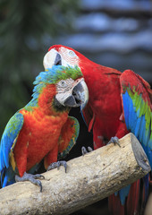 Colorful macaws perching on a wood. 