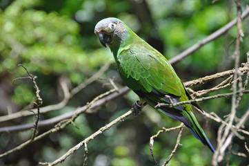 Parrot
