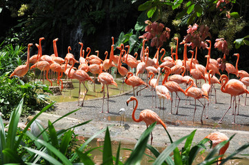 Naklejka na ściany i meble Caribbean flamingos