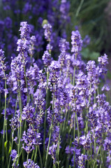 Lavendel; Lavendula; Lavendelblueten;