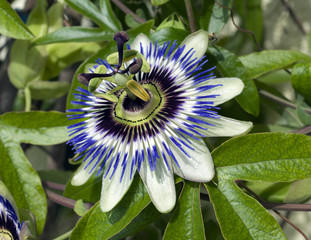 Passionsblume, Passiflora, caerulea,