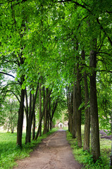Fototapeta premium Footpath in wood