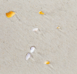 beautiful shells at the sandy beach